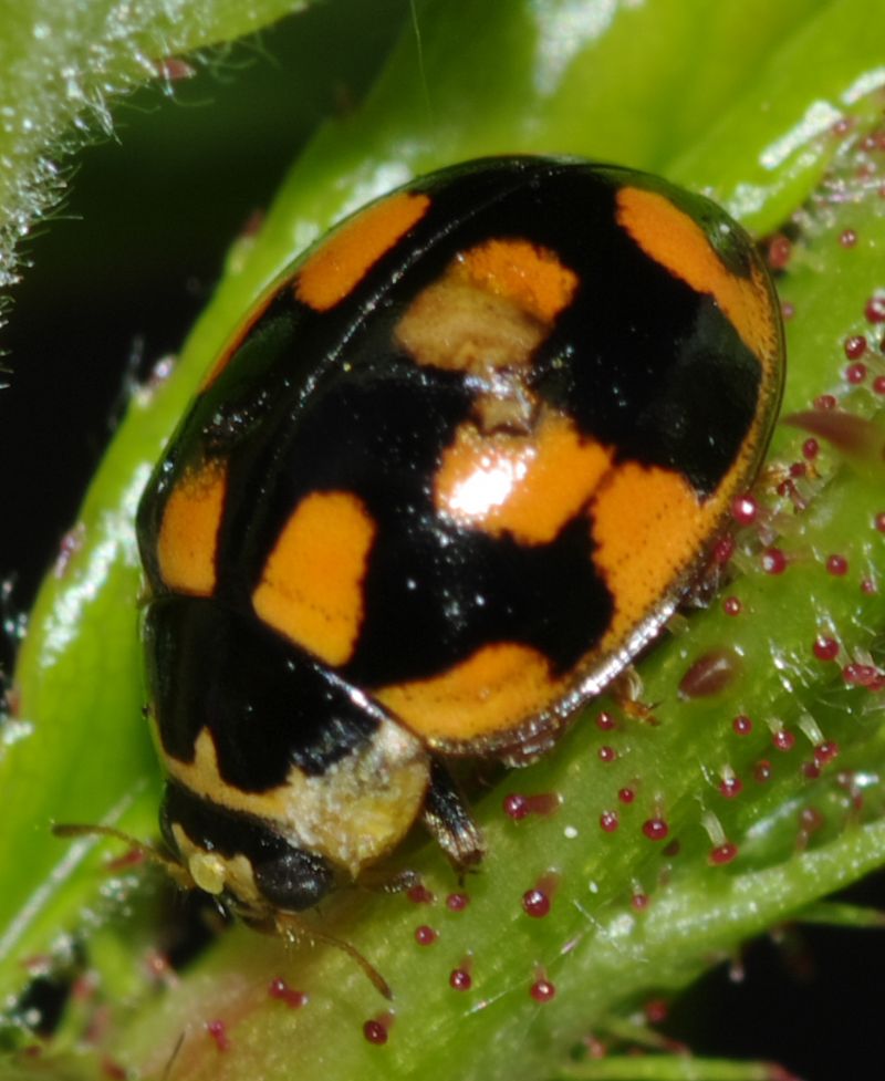 Coccinella 4 - Propylea quatuordecimpunctata